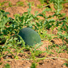 Florida Giant Watermelon Seeds – Cannon Ball Black Diamond Citrullus Fruit – photo 7