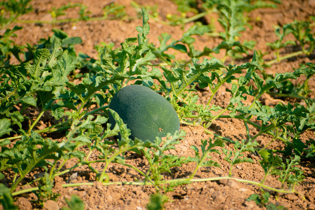 Florida Giant Watermelon Seeds – Cannon Ball Black Diamond Citrullus Fruit – photo 7