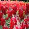 250 RUBY RED SNAPDRAGON Antirrhinum Majus Flower Seeds