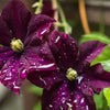10 MIXED HYBRID CLEMATIS Hybrida Red Purple Pink Blue Bicolor Flower Vine Seeds