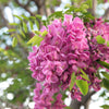 15 ROSE LOCUST / Pink ACACIA Flower Robinia Hispida Fertilis Tree Shrub Seeds