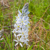 25 Blue WILD HYACINTH Camassia Scilloides Eastern Camas Lily Native Flower Seeds