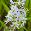 25 Blue WILD HYACINTH Camassia Scilloides Eastern Camas Lily Native Flower Seeds