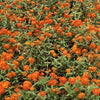 250 ORANGE KING ZINNIA Elegans Flower Seeds