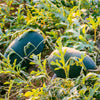 Florida Giant Watermelon Seeds – Cannon Ball Black Diamond Citrullus Fruit – photo 3