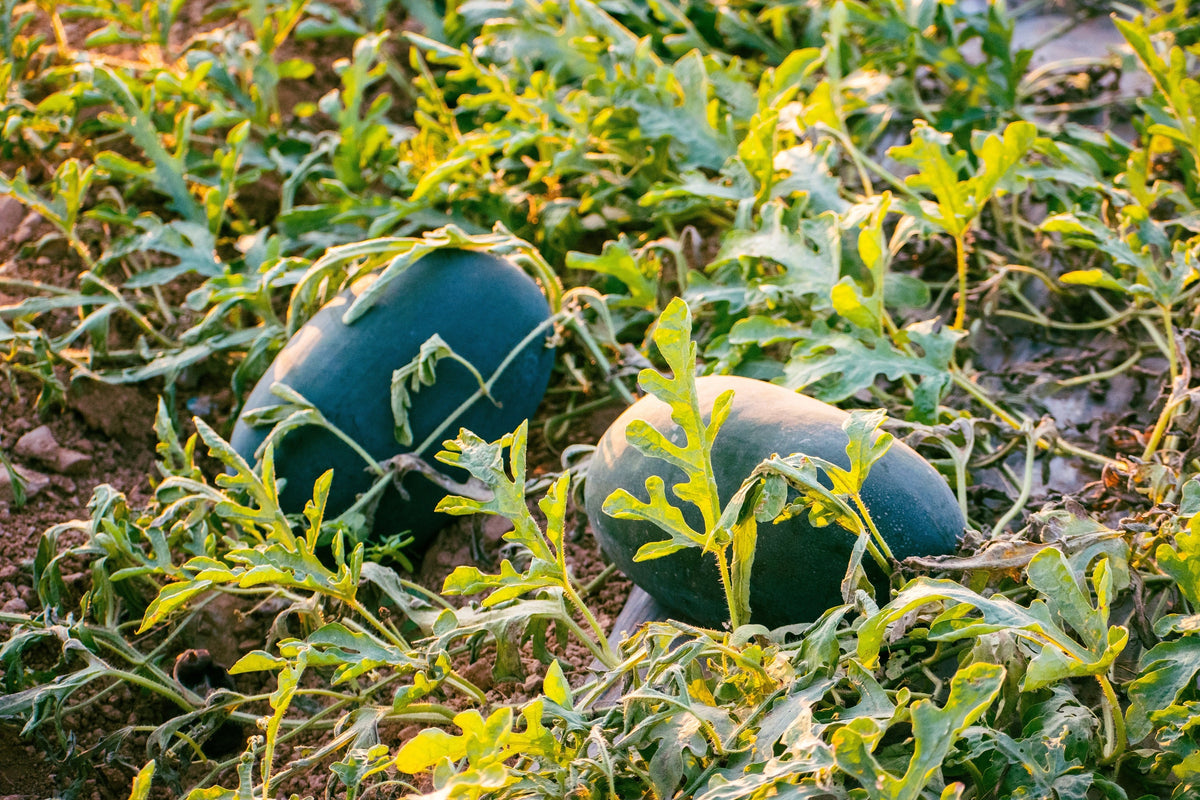 Florida Giant Watermelon Seeds – Cannon Ball Black Diamond Citrullus Fruit – photo 3