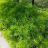 1000 LONG ISLAND Mammoth DILL Anethum Graveolens Herb Flower Seeds
