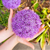 25 GIANT ALLIUM Allium Giganteum Purple Globe Flower Seeds