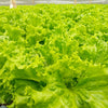 Old Fashioned Mustard Seeds – Ragged Edge Brassica Juncea Vegetable – photo 4