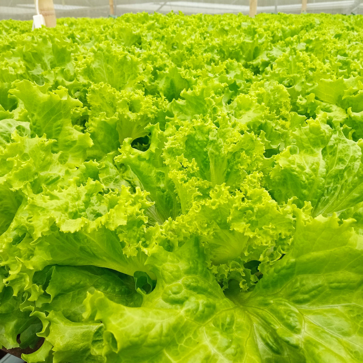 Old Fashioned Mustard Seeds – Ragged Edge Brassica Juncea Vegetable – photo 4