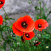 Red American Legion (Corn / Shirley / Flanders) Poppy Papaver Rhoeas Flower Seeds – photo 4