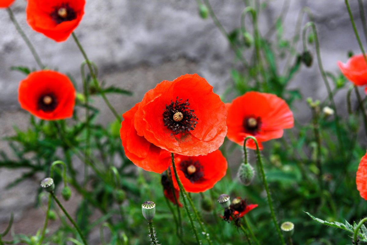 Red American Legion (Corn / Shirley / Flanders) Poppy Papaver Rhoeas Flower Seeds – photo 4