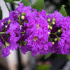 35 PURPLE CREPE MYRTLE Lagerstroemia Indica Flowering Shrub Bush Small Tree Seeds