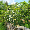 White Japanese Rose Seeds – Rosa Rugosa Alba Bush Rugosa Rose Flower – photo 9