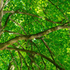 25 White AMERICAN ELM tree Ulmus Americana RED Flower Seeds