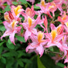 20 WESTERN AZALEA Pink White Yellow Shrub Flower Rhododendron Occidentale Seeds