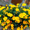 1000 DWARF Yellow CALIFORNIA Tufted POPPY Eschscholzia Caespitosa Flower Seeds
