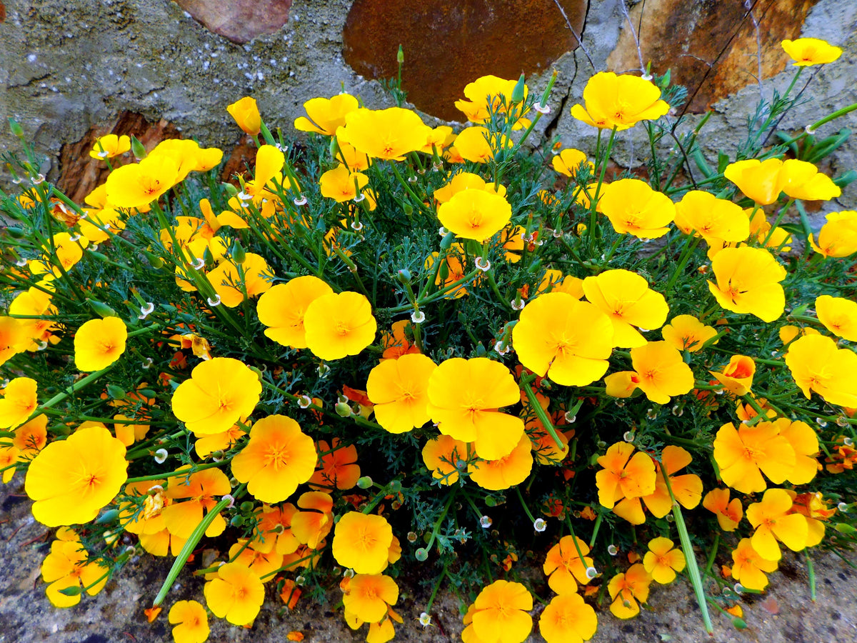 Mixed Colors California Poppy (Ballerina / Mission Bells) Eschscholzia Californica Flower Seeds – photo 11