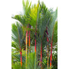 Lipstick Palm