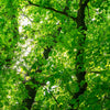 25 White AMERICAN ELM tree Ulmus Americana RED Flower Seeds