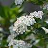 50 RED CHOKEBERRY Aronia Arbutifolia White Flower Fruit Shrub Seeds