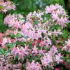 20 WESTERN AZALEA Pink White Yellow Shrub Flower Rhododendron Occidentale Seeds