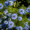 500 LOVE IN A MIST Miss Jekyll Blue ( Fennel Flower ) Nigella Damascena Flower Seeds