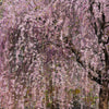 10 WEEPING HIGAN CHERRY Tree Japanese Prunus Subhirtella Pendula Pink Flower Seeds