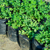 15 Seeds ' JUMBO ' VIRGINIA PEANUT Arachis Hypogaea Perennial Nut Plant