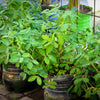 25 Seeds BAILEY II Virginia PEANUT Arachis Hypogaea Perennial Nut Plant