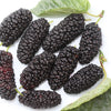 15 Red MULBERRY Morus Rubra Black Fruit Shrub Tree Seeds