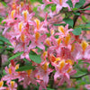 20 WESTERN AZALEA Pink White Yellow Shrub Flower Rhododendron Occidentale Seeds