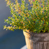 30 ORANGE THYME Orangelo Thymus Vulgaris Fragrantissimus Culinary Herb Seeds