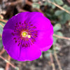 50 RED ROCK PURSLANE ' Ruby Tuesday ' Calandrinia Umbellata Magenta Flower Herb Seeds