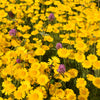 250 GOLDEN MARGUERITE DAISY Dyer's Yellow Chamomile Anthemis Tinctoria Kelwayi Cota Tinctoria  Paris Daisy Herb Flower Seeds