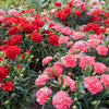 Mixed Carnation / Double Dianthus Chinensis Flower Seeds – photo 5