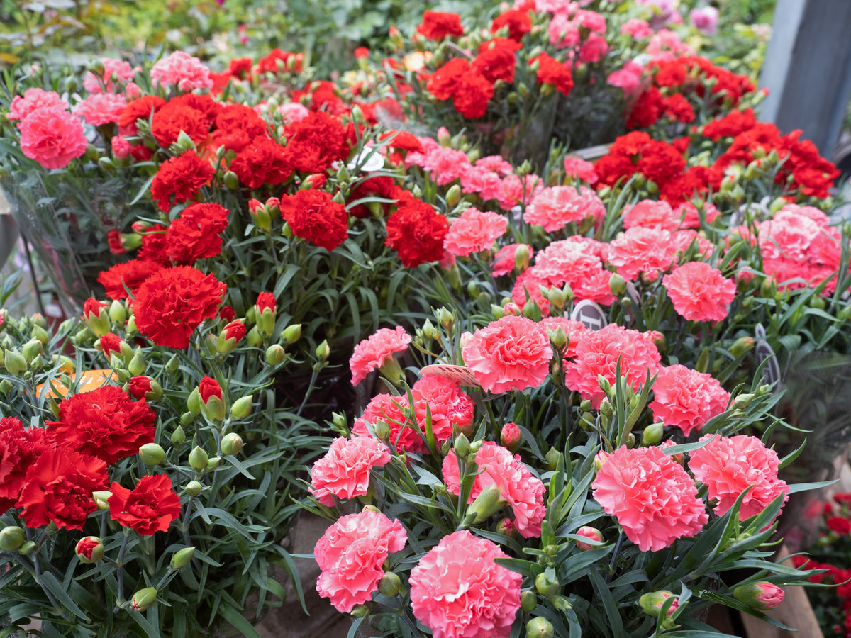 Mixed Carnation / Double Dianthus Chinensis Flower Seeds – photo 5