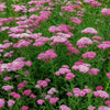 250 PINK Cerise QUEEN YARROW Achillea Millefolium Flower Seeds