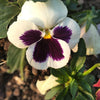 50 WHITE & PURPLE PANSY Swiss Giant Violet Viola Wittrockiana Flower Seeds