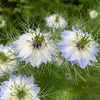 400 Blue & White LOVE IN A MIST Nigella Damascena Fennel Flower Seeds