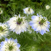 500 LOVE In A MIST PERSIAN Jewels Mixed Colors (Fennel Flower) Nigella Damascena Flower Seeds