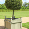 30 AMERICAN BOXWOOD Common Buxus Sempervirens European Box Shrub Seeds