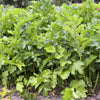 1000 ALL AMERICAN PARSNIP Pastinaca Sativa White Root Vegetable Seeds