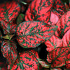 10 Dwarf RED POLKA DOT PLANT Splash Select Hypoestes Phyllostachya Flower Houseplant Seeds