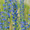 Blue Vipers Bugloss Seeds – Echium Vulgare Blue Flower – photo 6