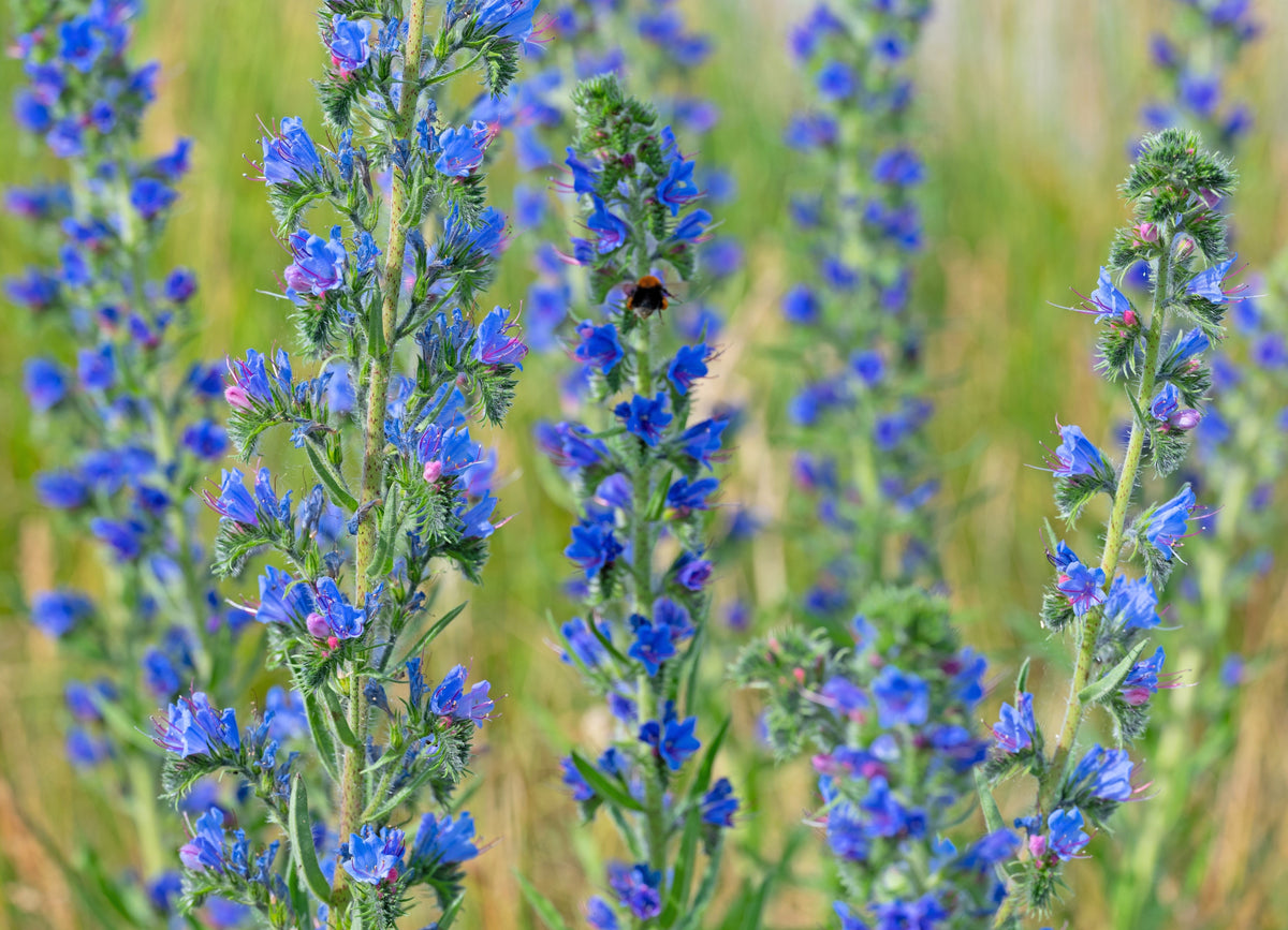 Blue Vipers Bugloss Seeds – Echium Vulgare Blue Flower – photo 6