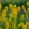 1500 UPLAND CRESS American Land Cress Barbarea Verna Creasy Vegetable Herb Seeds