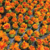 300 SAFFLOWER Saffron Carthamus Tinctorius Yellow Orange Flower Seeds