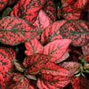 10 Dwarf RED POLKA DOT PLANT Splash Select Hypoestes Phyllostachya Flower Houseplant Seeds