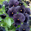 50 BLACK PANSY Clear Crystals Viola Wittrockiana Flower Seeds